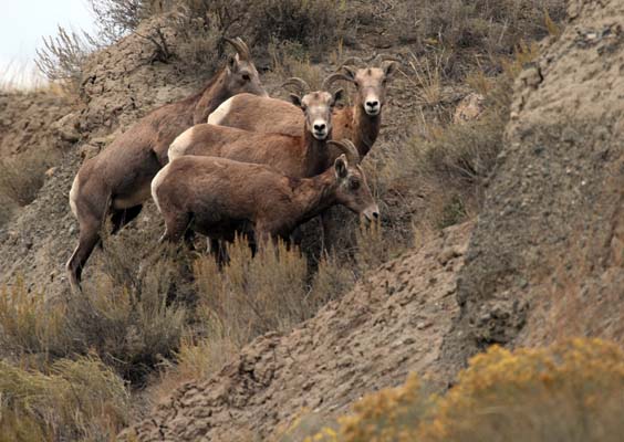 Mike Kohut - Farwell Canyon Sheep